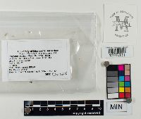 Picipes badius image