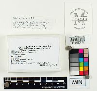 Coriolopsis gallica image