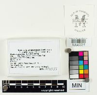 Xylaria hypoxylon image