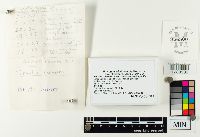 Inonotus rheades image