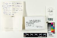 Inonotus rheades image