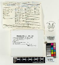 Megacollybia platyphylla image