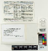 Fomes fomentarius image