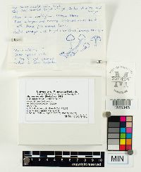 Mycena leaiana image