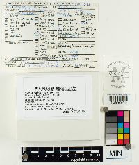 Mycena leaiana image