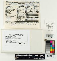 Coprinopsis variegata image