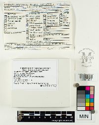 Polyporus arcularius image