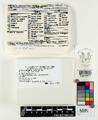 Neofavolus alveolaris image