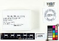 Cotylidia undulata image