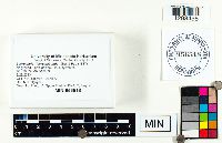 Lacrymaria lacrymabunda image