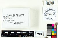 Collybia cookei image