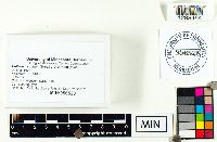 Collybia cookei image