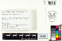 Lactarius chelidonium image