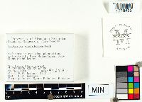 Lactarius chelidonium image