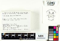 Lactarius chelidonium image