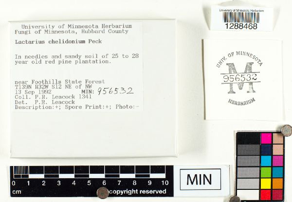 Lactarius chelidonium image