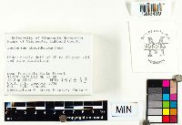 Lactarius chelidonium image