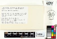 Lactarius chelidonium image