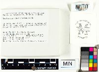 Lactarius chelidonium image