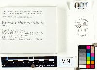 Lactarius chelidonium image