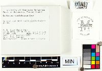 Lactarius chelidonium image