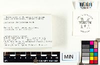 Lactarius chelidonium image