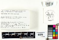 Lactarius chelidonium image