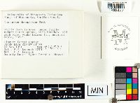 Lactarius deceptivus image