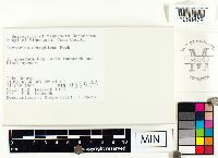 Lactarius deceptivus image