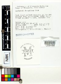 Lactarius deceptivus image