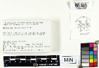 Lactarius deceptivus image