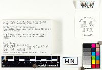 Lactarius deterrimus image