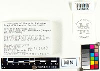 Lactarius deterrimus image