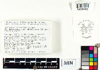 Lactarius deterrimus image