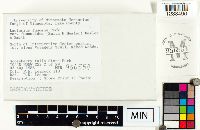 Lactarius fumosus image