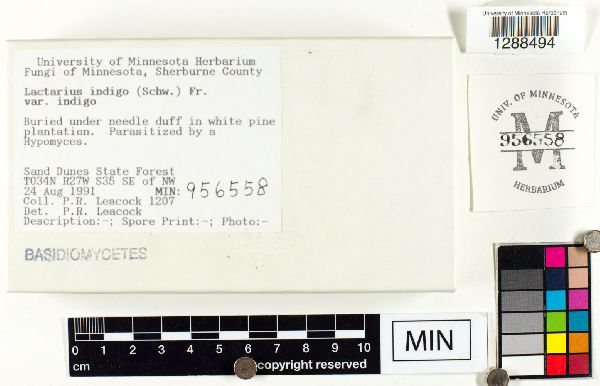 Lactarius indigo var. indigo image