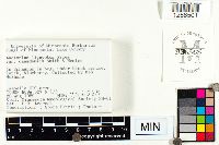 Lactarius lignyotus var. canadensis image