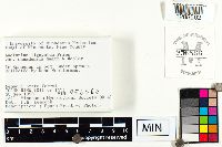 Lactarius lignyotus var. canadensis image