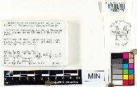 Lactarius glaucescens image