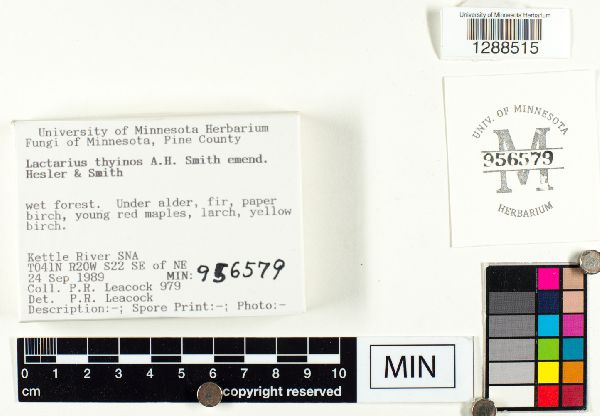 Lactarius thyinos image