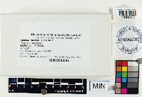 Boletochaete bicolor image