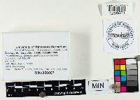 Chalciporus piperatus image