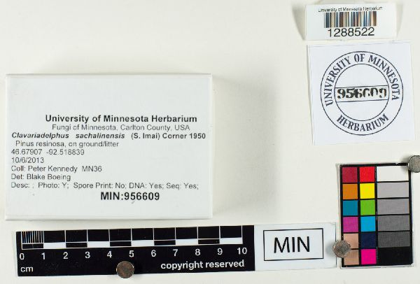 Clavariadelphus sachalinensis image