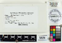 Boletus subtomentosus image