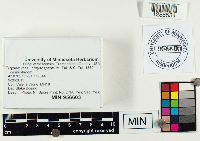 Hypomyces chrysospermus image