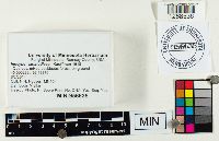 Inocybe lanatodisca image