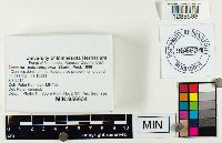 Laccaria ochropurpurea image