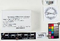 Lactarius pubescens image