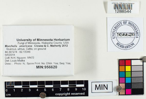 Morchella americana image