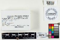 Media resource of Morchella americana